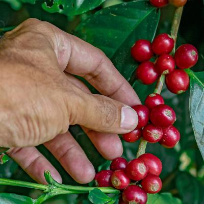 Coffee Beans on the tree Coffee Beans on the tree